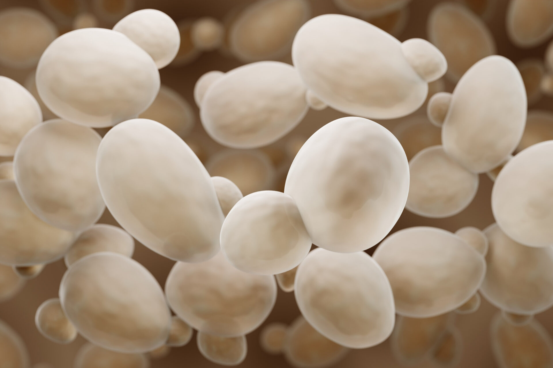 Como funciona o desenvolvimento de leveduras